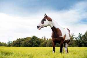 How Many Different Horse Breeds Are There Worldwide?