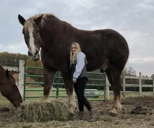 What Is The Tallest Recorded Height For A Horse?