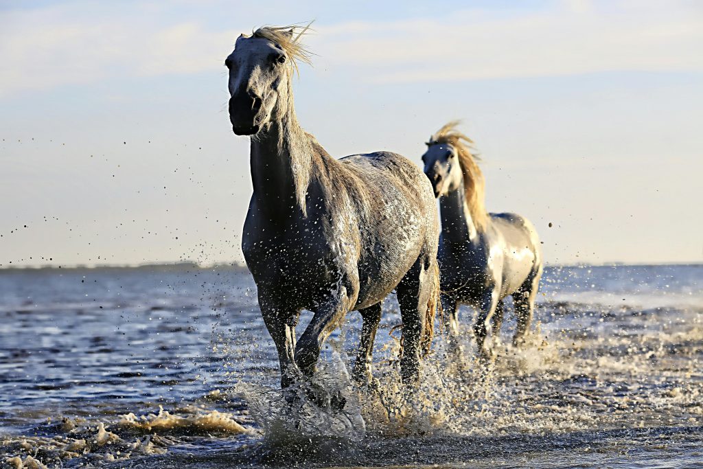 Equestrian Safety Tips For Beginners In The UK?