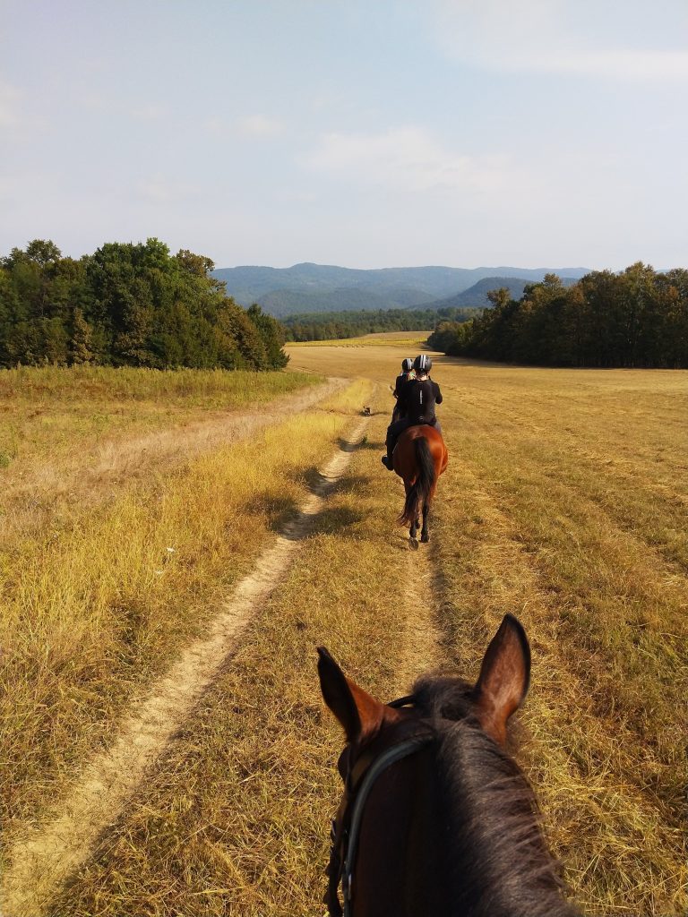 Equestrian Safety Tips For Beginners In The UK?