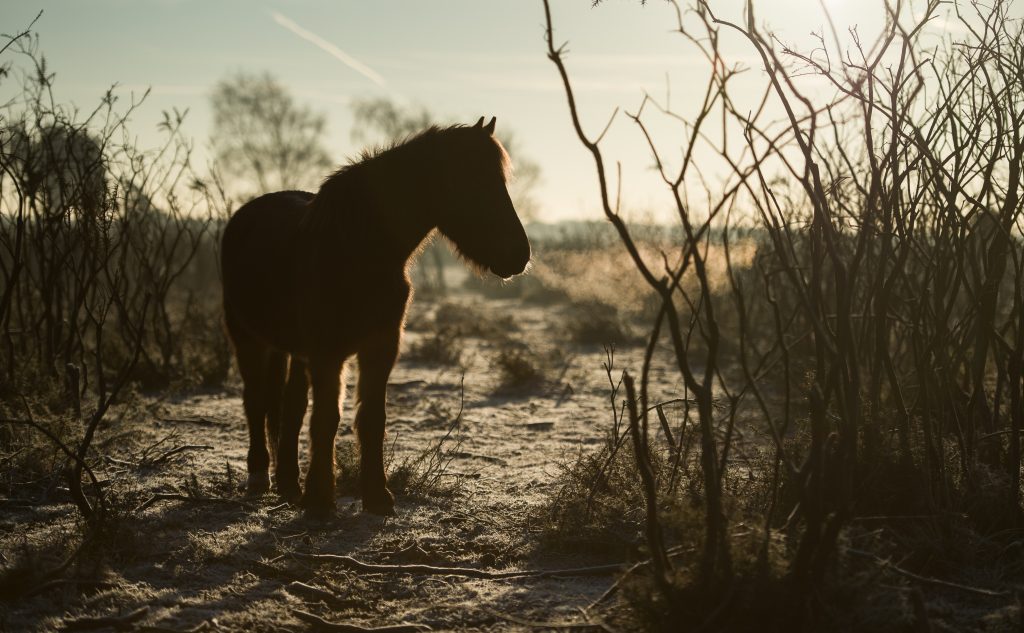 How To Get Started With Horse Riding In The UK?