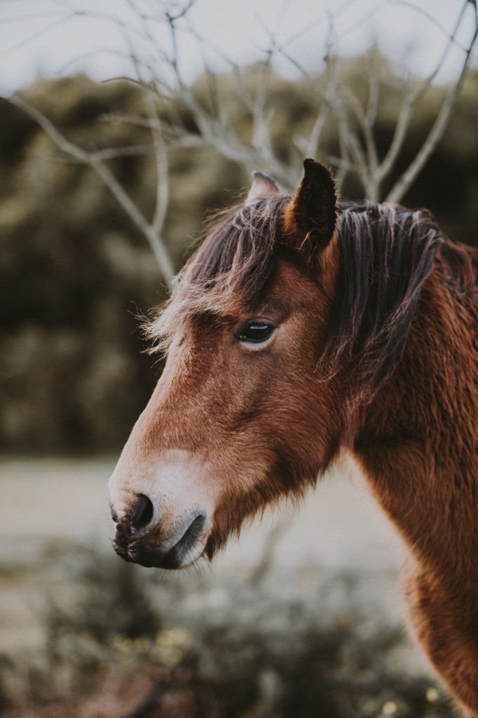 How To Get Started With Horse Riding In The UK?