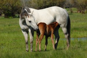 What Is The Difference Between A Mare And A Gelding?