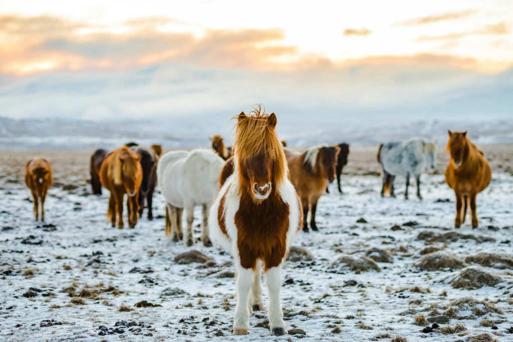 What Are The Most Popular Horse Breeds In The UK?