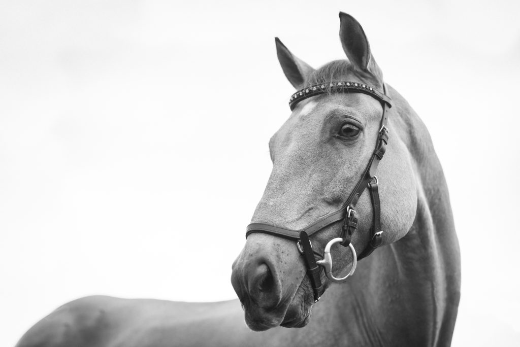 What Are The Most Popular Horse Breeds In The UK?