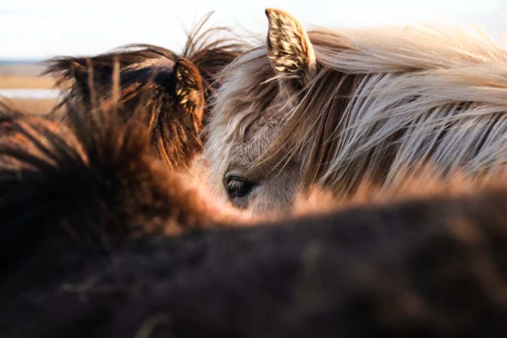 What Are The Most Popular Horse Breeds In The UK?