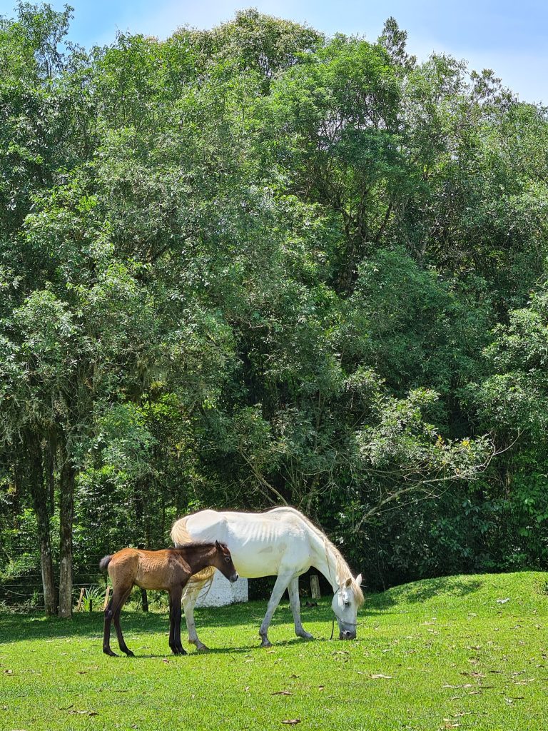 What Is The Cost Of Horse Riding Lessons In The UK?