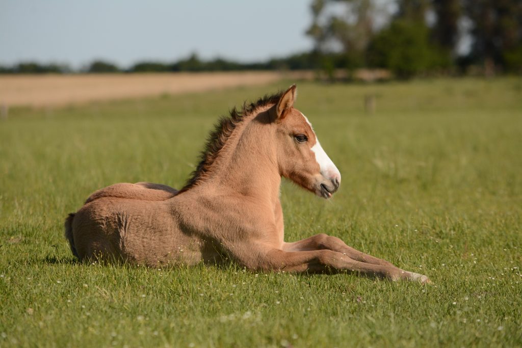 Where To Buy Quality Horse Tack In The UK?