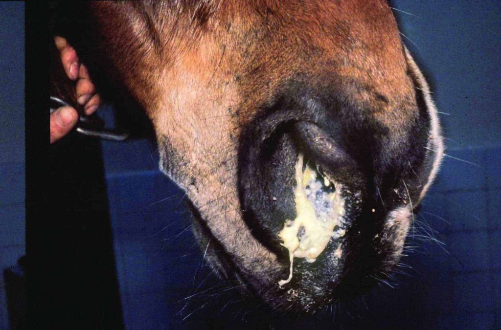 What Are Common Health Issues That Horses May Face?