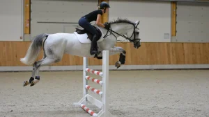 What Is The Difference Between A Vertical And An Oxer Jump In Showjumping?