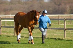 What Is The Ideal Age For A Showjumping Horse To Start Its Career?