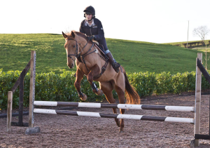 What Is The Ideal Age For A Showjumping Horse To Start Its Career?