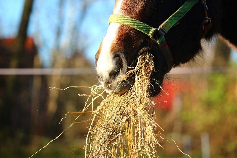 hay