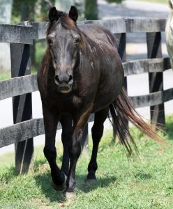 older horse